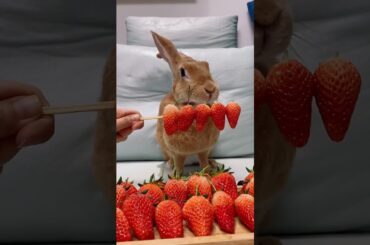 Funny and Cute Baby Rabbit Videos, Funny Rabbit Videos Compilation   Cute Rabbits Eating Fruit EP# 2