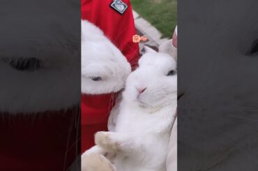 Funny and Cute Baby Rabbit Videos, Funny Rabbit Videos Compilation   Cute Rabbits Eating Fruit EP# 5