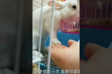 Funny and Cute Baby Rabbit Videos, Funny Rabbit Videos Compilation   Cute Rabbits Eating Fruit EP# 6