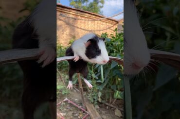 Funny and Cute Baby Rabbit Videos, Lovely Rabbit EP# 99