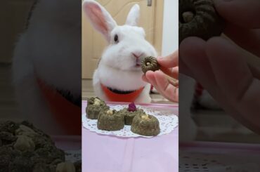 Funny and Cute Baby Rabbit Videos, Funny Rabbit Videos Compilation   Cute Rabbits Eating Fruit EP# 1