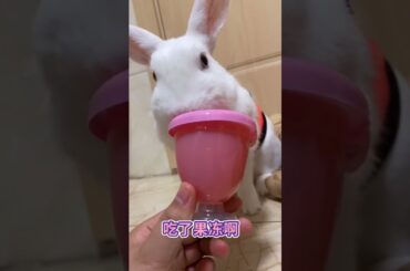 Funny and Cute Baby Rabbit Videos, Funny Rabbit Videos Compilation   Cute Rabbits Eating Fruit EP# 6