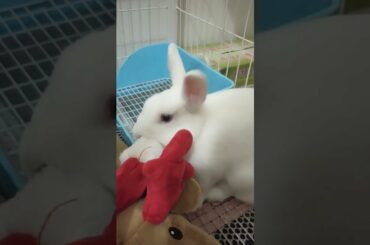 Funny and Cute Baby Rabbit Videos, Funny Rabbit Videos Compilation   Cute Rabbits Eating Fruit EP# 7
