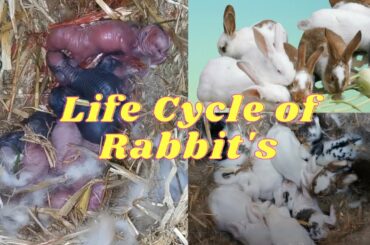 Newborn Babies Rabbit up to 30 days old /Cute Baby Bunnies