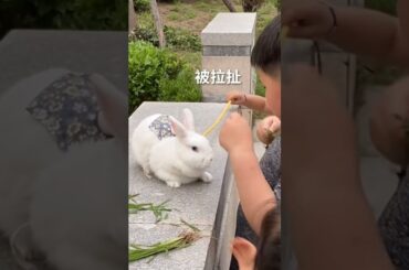 Funny and Cute Baby Rabbit Videos, Funny Rabbit Videos Compilation   Cute Rabbits Eating Fruit EP# 5