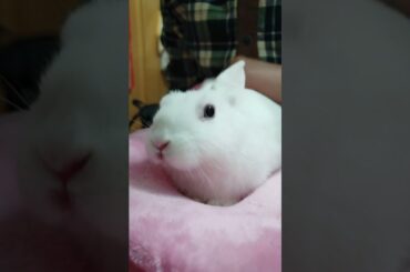 Funny and Cute Baby Rabbit Videos, Funny Rabbit Videos Compilation   Cute Rabbits Eating Fruit EP# 4