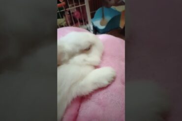 Funny and Cute Baby Rabbit Videos, Funny Rabbit Videos Compilation   Cute Rabbits Eating Fruit EP# 2