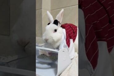 Funny and Cute Baby Rabbit Videos, Funny Rabbit Videos Compilation   Cute Rabbits Eating Fruit EP# 7