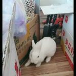 Funny and Cute Baby Rabbit Videos, Funny Rabbit Videos Compilation   Cute Rabbits Eating Fruit EP# 3
