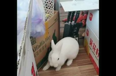 Funny and Cute Baby Rabbit Videos, Funny Rabbit Videos Compilation   Cute Rabbits Eating Fruit EP# 3