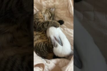 The cat and the cute rabbit are friends