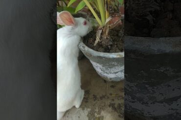 Bunny's Cute activity| Cute Rabbit Hunny D Bunny | #hunny_d_bunny #rabbit #shorts