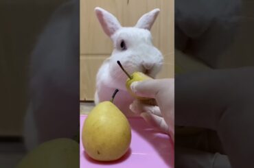 Funny and Cute Baby Rabbit Videos, Funny Rabbit Videos Compilation   Cute Rabbits Eating Fruit EP# 2