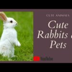 Cute Rabbits as pets || Rabii Awan