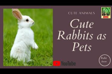 Cute Rabbits as pets || Rabii Awan