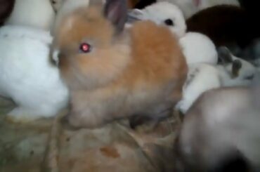 Cute Rabbit Bunnies Growing up || Rabbit and Bunny