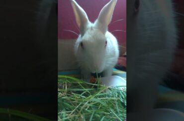 Bunny having lunch | Cute Rabbit Hunny D Bunny | #rabbit #bunny #shorts #asmr