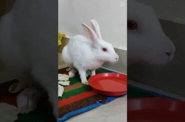 Cute Rabbit Drinking Water