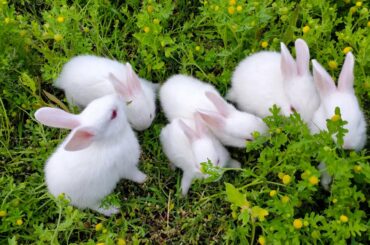 Small Cute Rabbit | #Shorts Video