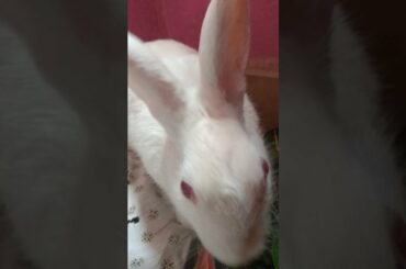 Spoiled Bunny and her cute reaction | Cute Rabbit Hunny D Bunny| #hunnydbunny