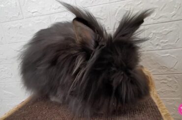 Tokki Club Cute Rabbit Video - Lion Head Rabbit