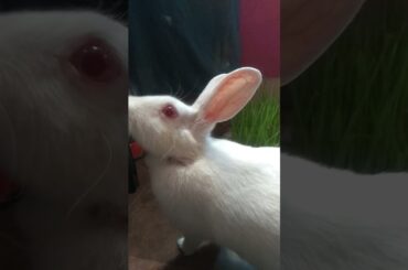 Bunny tasting wheat grass | Cute Rabbit Hunny D Bunny| #hunny_d_bunny #rabbit #shorts