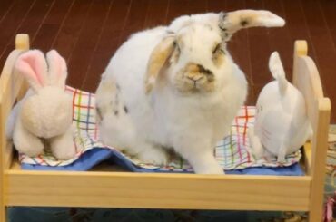 Holland Lop Bunny | Bunnies Playing | Cute Bunny Jumping