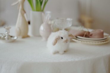 Cute rabbit video | Cutest white rabbit | Cute baby animal video