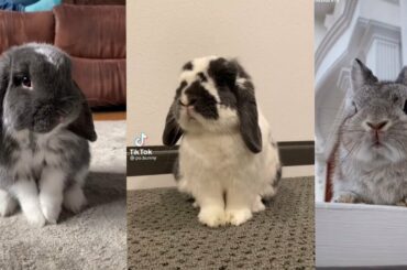 Funniest and Cute Baby Rabbit Videos - Baby Animal Video Compilation,  cute animals videos.