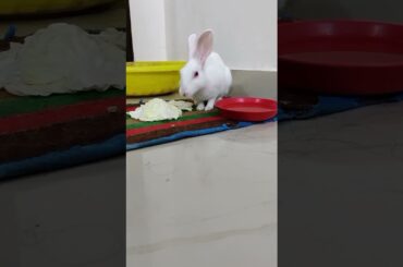 Cute Rabbit Eating Pellets