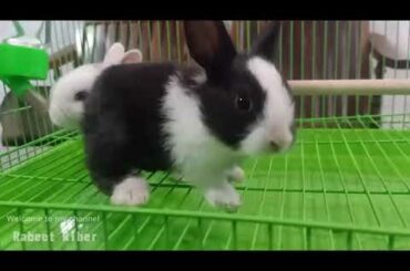 Cute Baby Rabbits is eating | Rabeet Riber #06