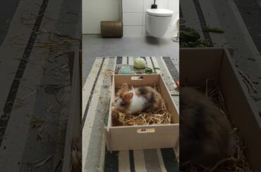 Cute rabbit goes through puberty