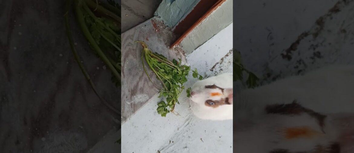 My Rabbit is Eating Coriander (dhaniya)  | Cute Rabbit | Pet Rabbit