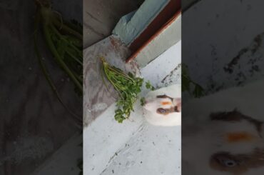 My Rabbit is Eating Coriander (dhaniya)  | Cute Rabbit | Pet Rabbit
