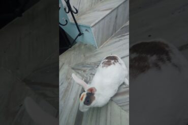 My cute rabbit | pet rabbit