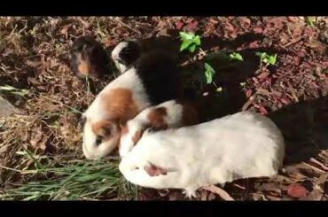 Cute rabbit eating grass
