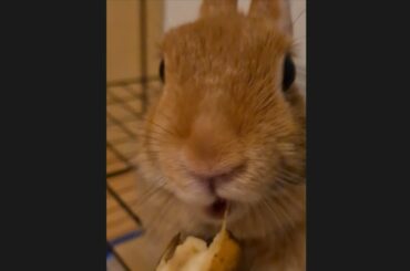 Cute Bunny eating banana| asmr #bunny #cute #funny