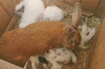 Rabbit Feeding Babies/Cute Baby Bunnies