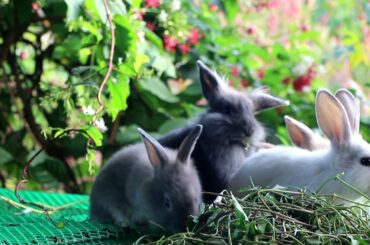 Rabbit Eating | Funny and Cute Baby Bunny Rabbit Videos - Baby Animal Video Compilation #12 (2021)