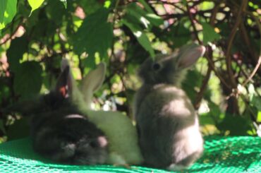 Rabbit Eating | Funny and Cute Baby Bunny Rabbit Videos - Baby Animal Video Compilation #07 (2021)