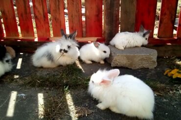 Cute Rabbit and Bunny in my Garden || Rabbit and Bunny