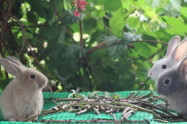 Rabbit Eating | Funny and Cute Baby Bunny Rabbit Videos - Baby Animal Video Compilation #05 (2021)