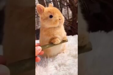 Cute Rabbit