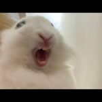 Cute Bunny YAWNING and MORE CUTE STUFF