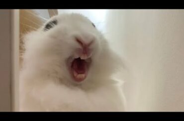 Cute Bunny YAWNING and MORE CUTE STUFF