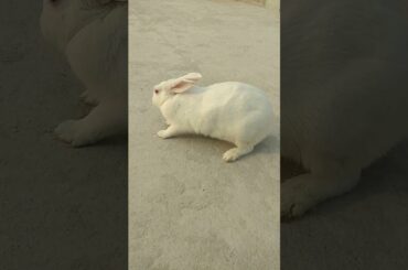 Rabbit out for a walk in windstorm | Cute Rabbit Hunny D Bunny| #rabbits #bunnies #shorts