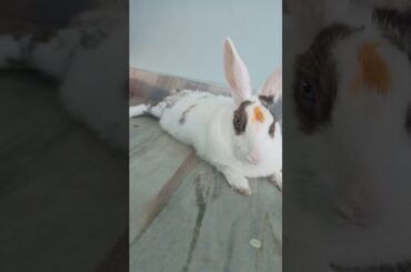 My Cute Rabbit | Pet Rabbit