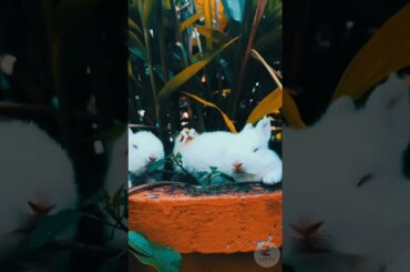 Cute Baby Bunny Rabbit | Funny Cute Baby Rabbit