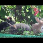 Rabbit Eating | Funny and Cute Baby Bunny Rabbit Videos - Baby Animal Video Compilation #01 (2021)