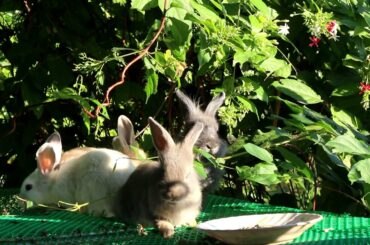 Rabbit Eating | Funny and Cute Baby Bunny Rabbit Videos - Baby Animal Video Compilation #11 (2021)